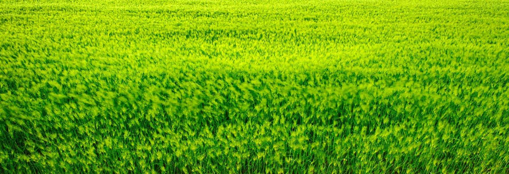 제주도의 제주맥주가 나오는 청보리밭