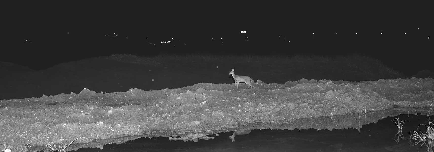 권도연 작가가 기록한 도시 풍경 속 야생동물의 모습 