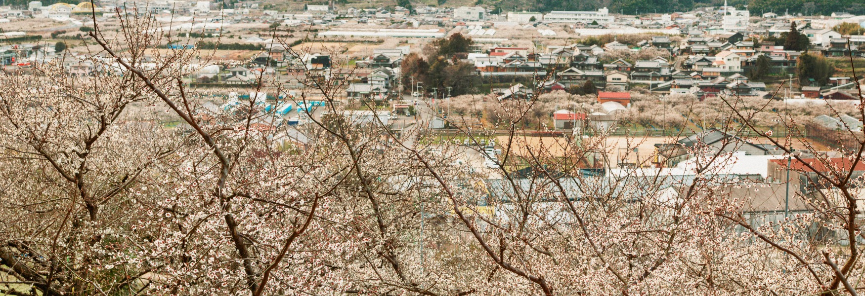 미나베바이린에 핀 매화