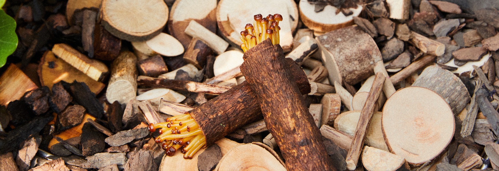 레벨제로의 다이닝 코스 벨