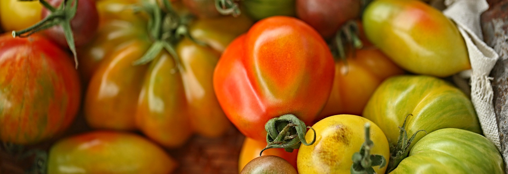 그래도팜의 에어룸 토마토