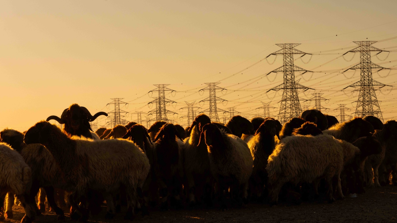 쿠웨이트 사막과 양떼, 철탑