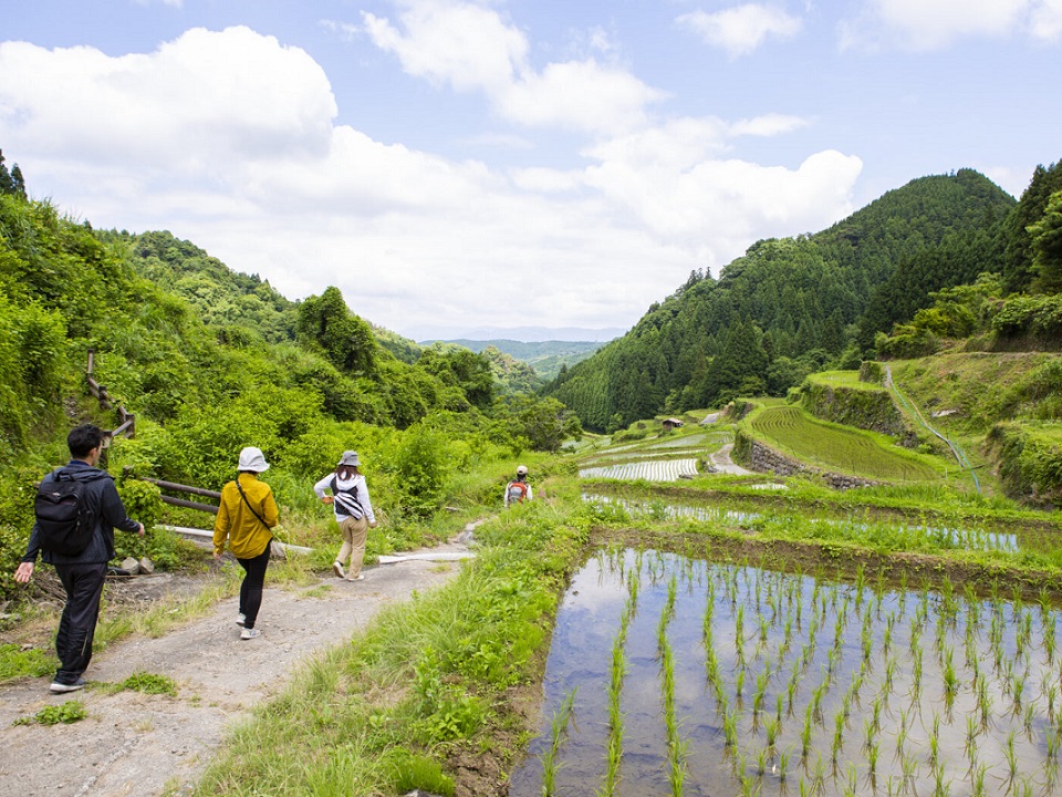 후쿠오카현 츠즈라 계단식 논을 바라보는 숲 힐링 체험 삼림 테라피