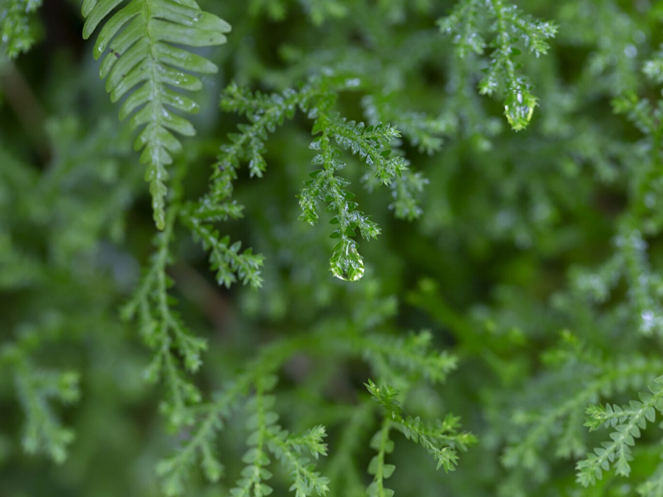후쿠오카현 츠즈라 계단식 논을 바라보는 숲 힐링 체험 삼림 테라피