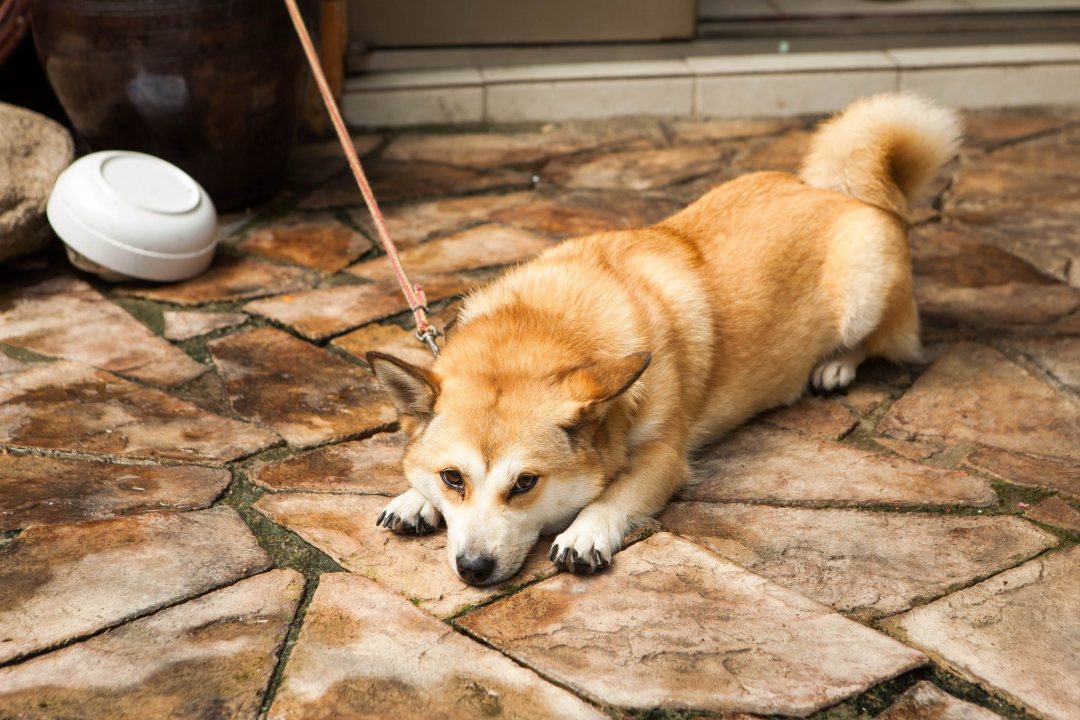 여행 작가 설재우와 함께하는 서촌 산책