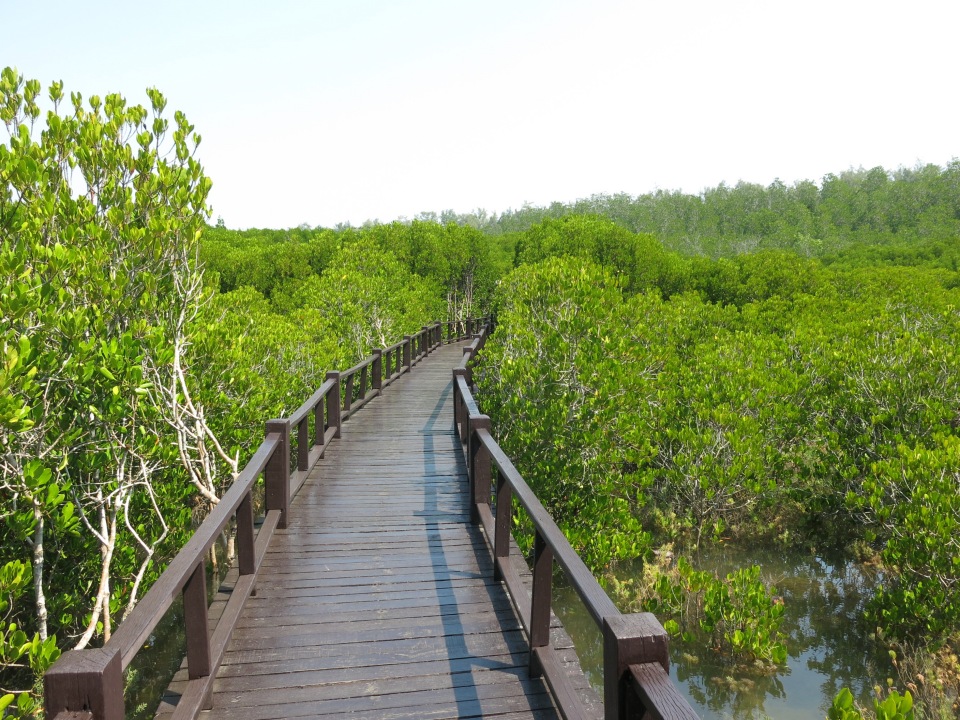 태국 후아힌 맹그로브 숲 에코 여행 7일 