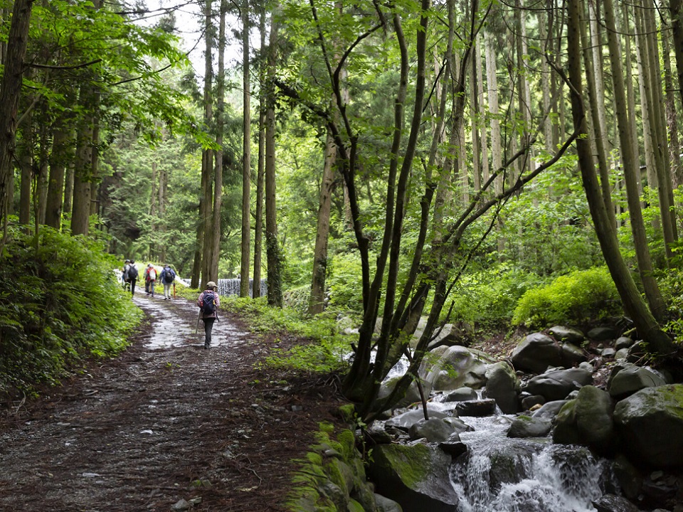 후쿠오카현 츠즈라 계단식 논을 바라보는 숲 힐링 체험 삼림 테라피
