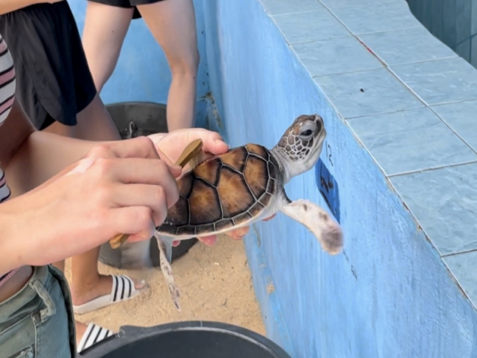 발리에서 휴양을 즐기며 바다거북을 보호하는 여행 7일