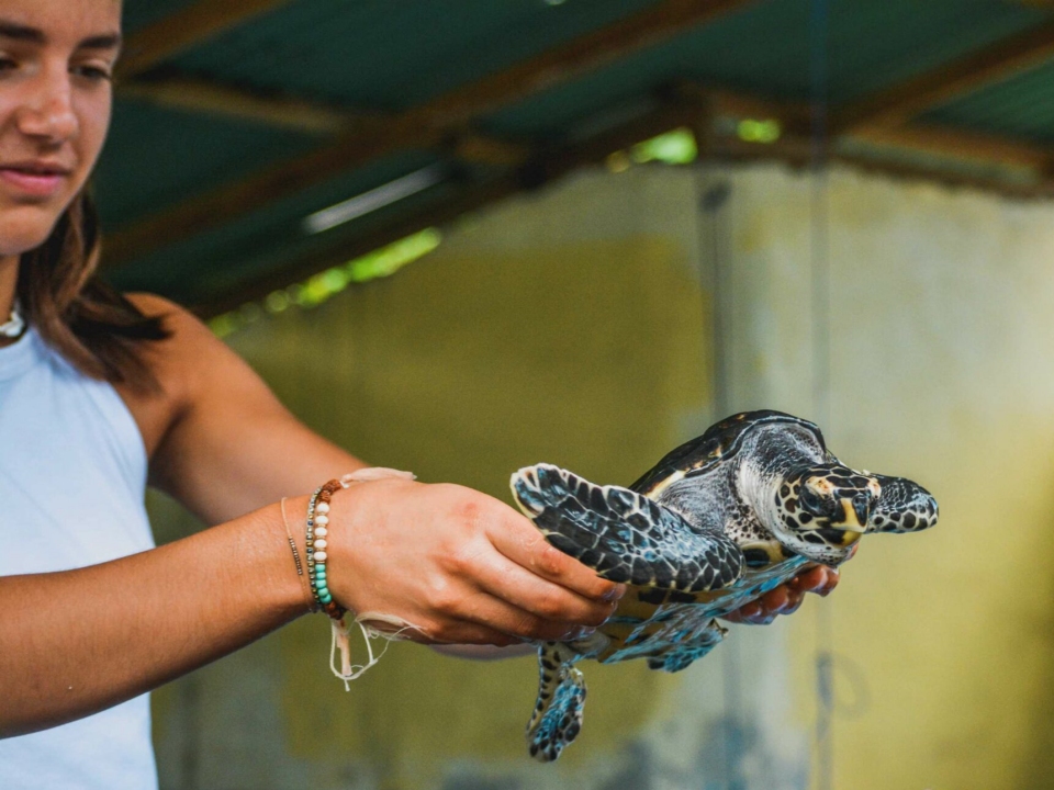 발리에서 휴양을 즐기며 바다거북을 보호하는 여행 7일
