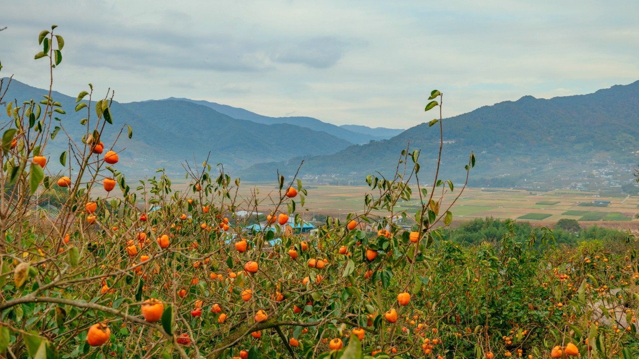 [꽃다연] 하동 꽃차와 와인 향기 가득한 휴식(식사와 찻자리 포함)