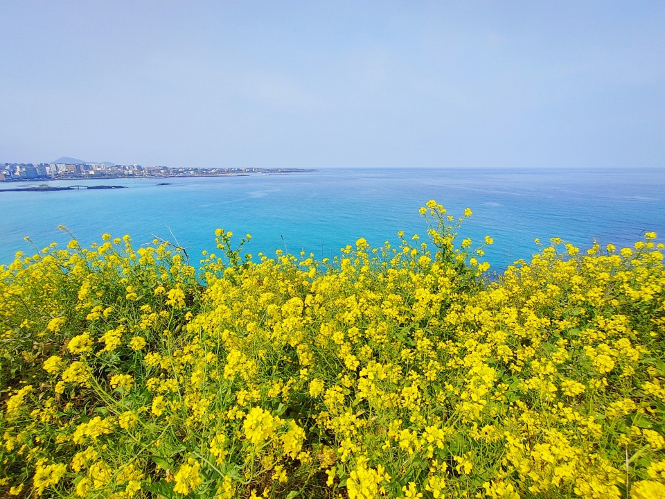 제주 로컬 사진가와 함께하는 오름 곶자왈 투어