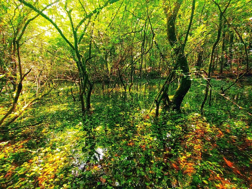 제주 로컬 사진가와 함께하는 오름 곶자왈 투어