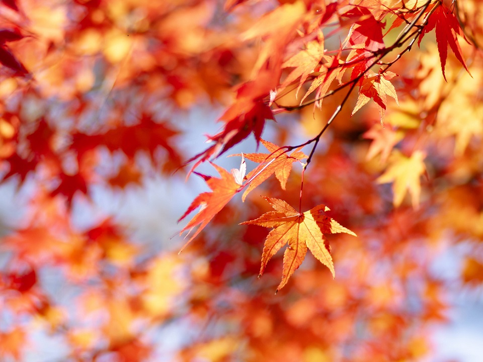 후쿠오카현 노가타시 꽃공원 투어와 플라워 캔들 클래스